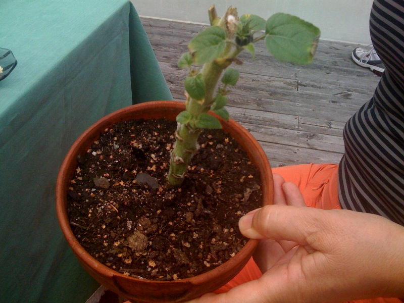 En före detta solros