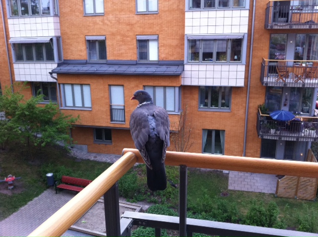 Sittande duva