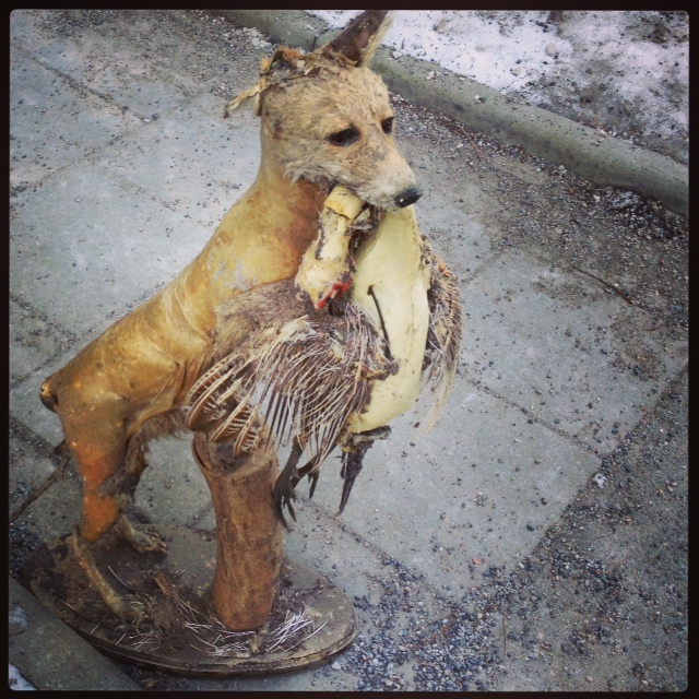 Räven som är gåtan på gatan