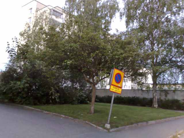 Trädet som finns kvar