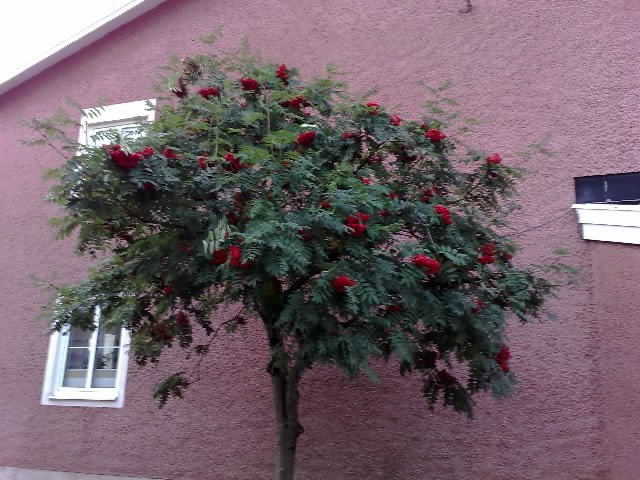 Nio lotter