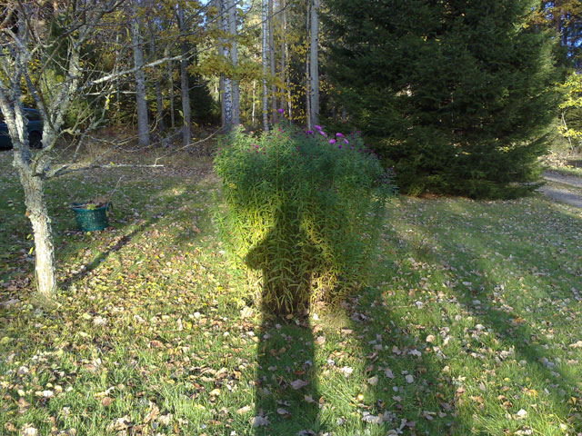 Höstens sista blomma
