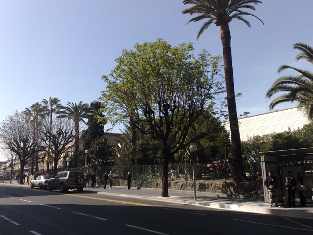 Träden slår ut i Nice