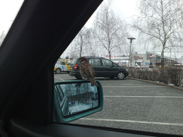 Fågeln knackar på rutan