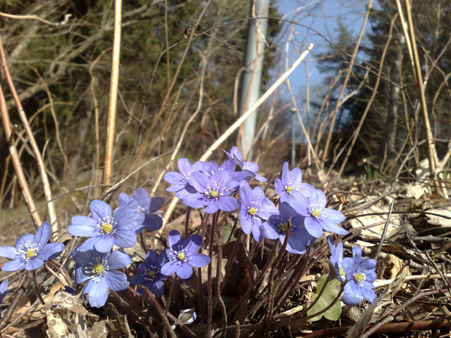 Blåsippan ute i backarna står