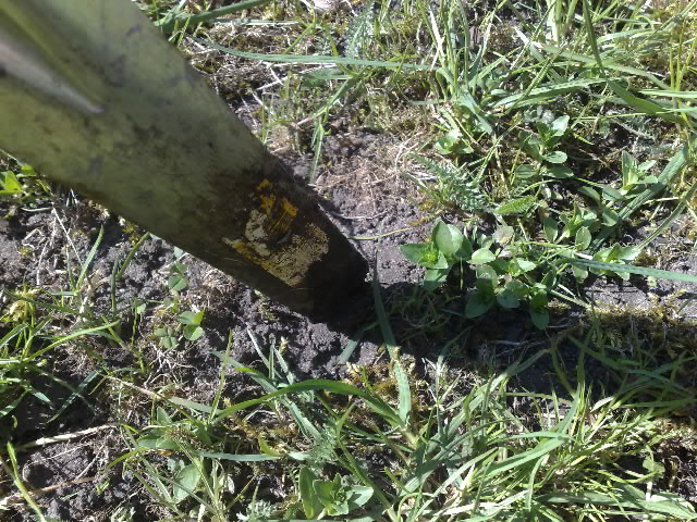 Årets första mördarsnigeljakt