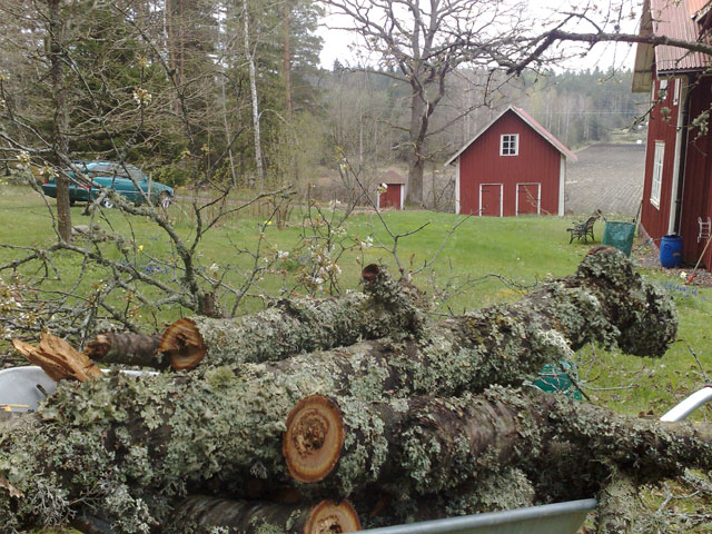 Tråkträd blir mysträd