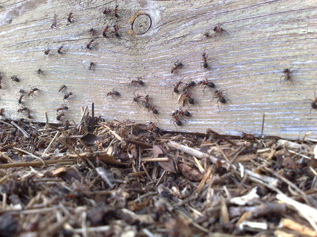 Körsbärsblom i liggande