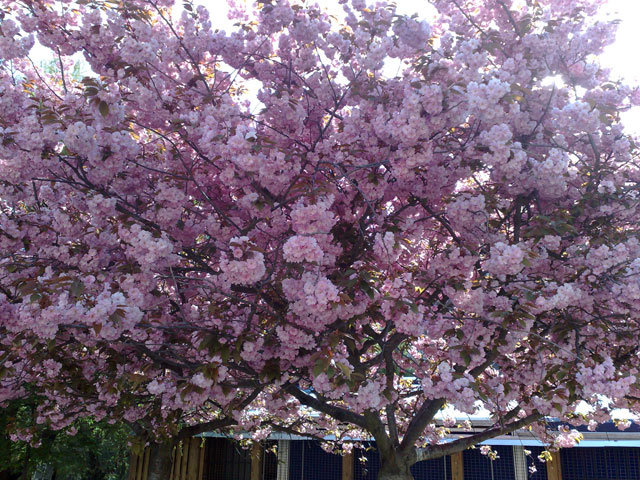 Blommande träd i dubbel mening