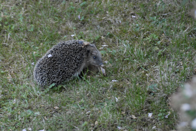 Igelkott käkar groda