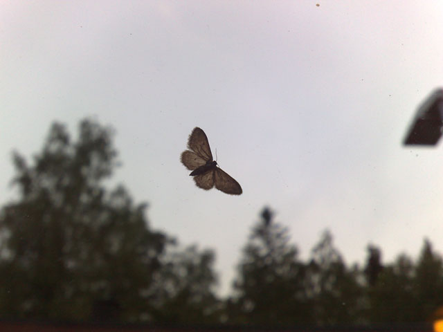 Nattfjäriln vingad syns mot rymden