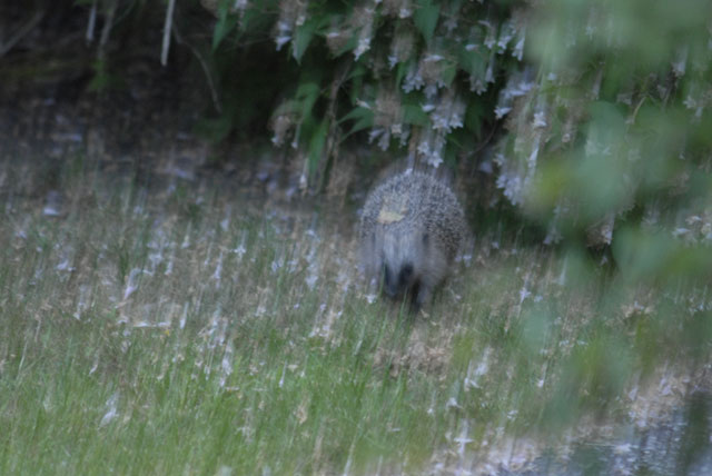 Varför äter igelkotten inte mördarsniglar?