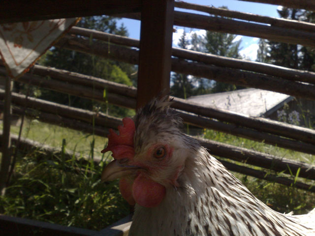 Getter och höns är ett bättre världsarv