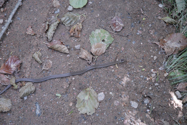 Jag har blivit ormbiten