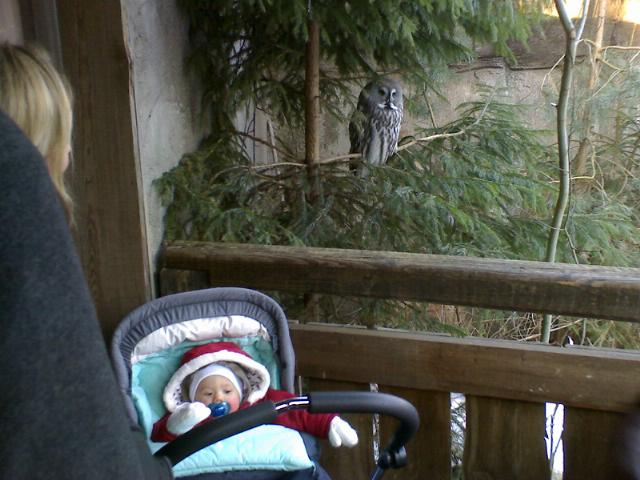 Fråga ugglan på Skansen