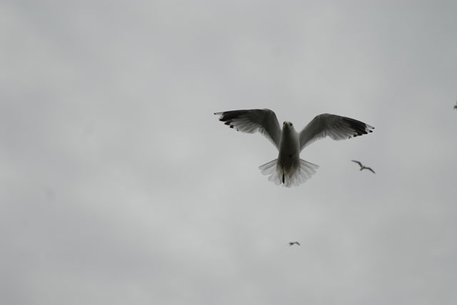 Hur man löser ett måselände