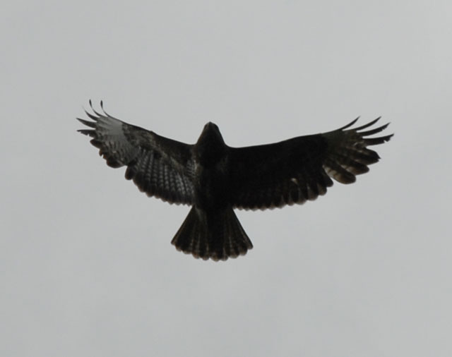 Örn eller hök eller nåt