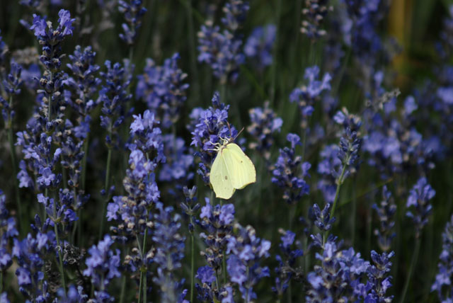 På jakt efter blågult