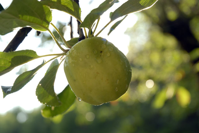 När du plockas går det utför