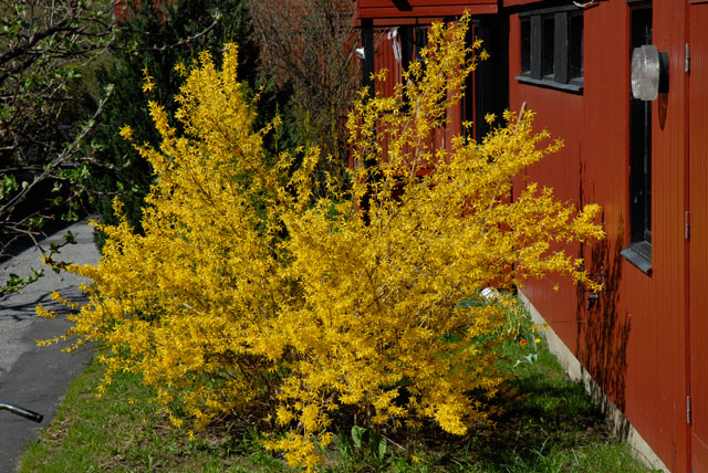 Forsythialyse även på vintern