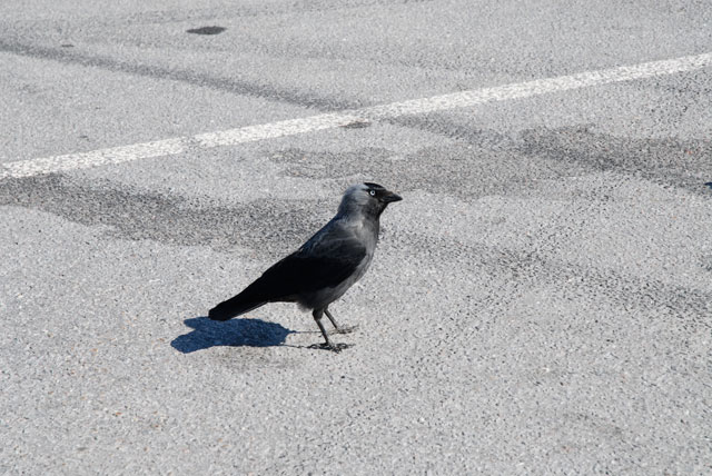 Kråka på marken